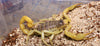 Hadrurus arizonensis, Desert Hairy Scorpion, lg