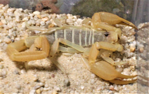 Smeringurus mesaensis, Dune scorpion adult