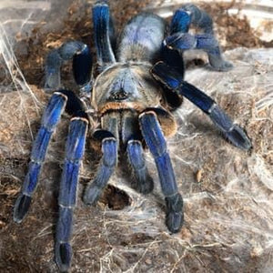 Cyriopagopus lividus - Cobalt Blue Tarantula 