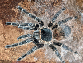 Lasiodora parahybana - unsexed- Brazilian Salmon Pink Tarantula