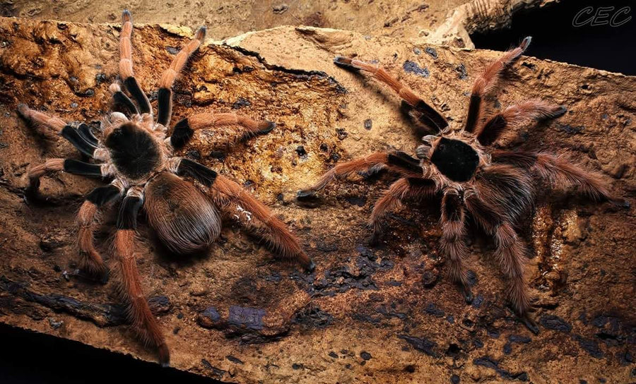 Megaphobema robustum-female-Colombian giant redleg birdeater