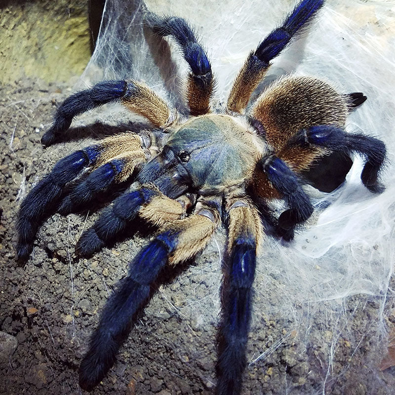 Monocentropus balfouri - Unsexed - Socotra Island Blue Baboon Tarantula ...