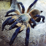 Monocentropus balfouri - Unsexed - Socotra Island Blue Baboon Tarantula