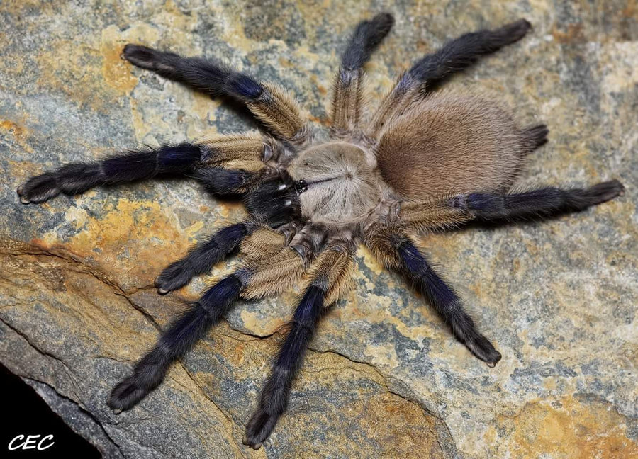 Monocentropus balfouri - Female- Socotra Island Blue Baboon Tarantula