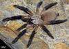 Monocentropus balfouri - Unsexed - Socotra Island Blue Baboon Tarantula