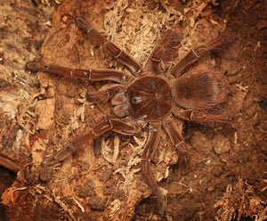 therephosa stirmi