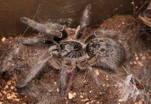 Ceratogyrus Marshalli- Straight Horned Baboon- Unsexed