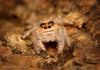 Phiddipus regius regal jumping spider