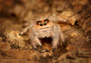 Phiddipus regius regal jumping spider