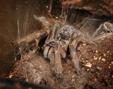 Ceratogyrus Marshalli- Straight Horned Baboon- Unsexed