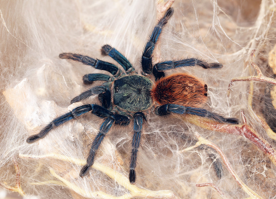 Chromatopelma cyaneopubescens - unsexed- Green Bottle Blue Tarantula