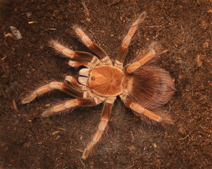 Pamphobeteus sp. Mascara - Mascara Birdeater Unsexed
