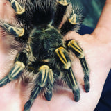 Grammostola Pulchripes- Chaco Golden Knee- Female
