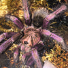 Pamphobeteus sp Machala - Unsexed - Purple Bloom