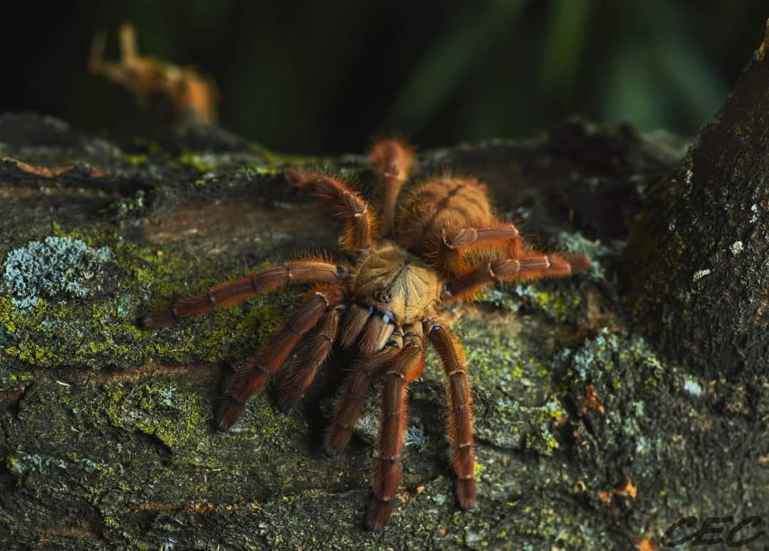 Buy Old World Tarantulas at Micro Wilderness | Micro Wilderness