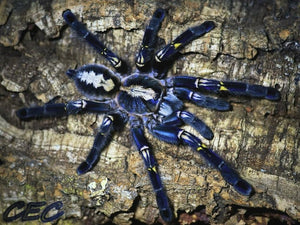 Poecilotheria metallica - Female- Gooty Sapphire Ornamental Tree Spider