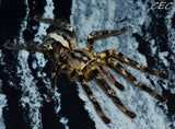 Poecilotheria ornata - female - Fringed Ornamental (ESA Sales)