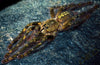 Poecilitheria rufilata - unsexed - Red Slate Ornamental Tarantula