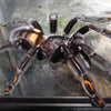 venezuelan sun tiger tarantula