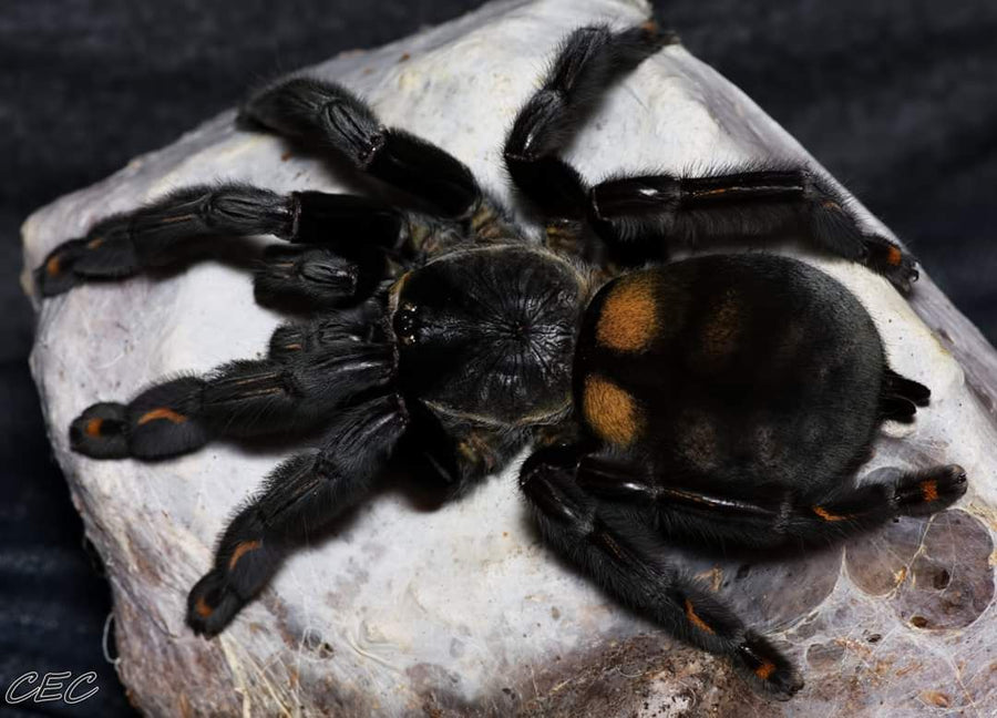 Psalmopoeus irminia - female  - Venezuelan Sun Tiger Tarantula