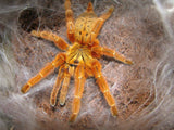 Pterinochilus murinus - Unsexed - Orange Baboon Tarantula