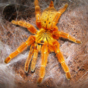 orange baboon tarantula