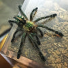 Ybyrapora diversipes - Unsexed - Amazon Sapphire
