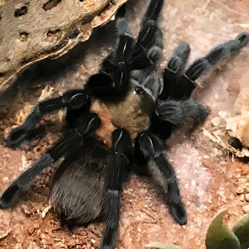 Aphonopelma anax - Male- Texas giant tan tarantula