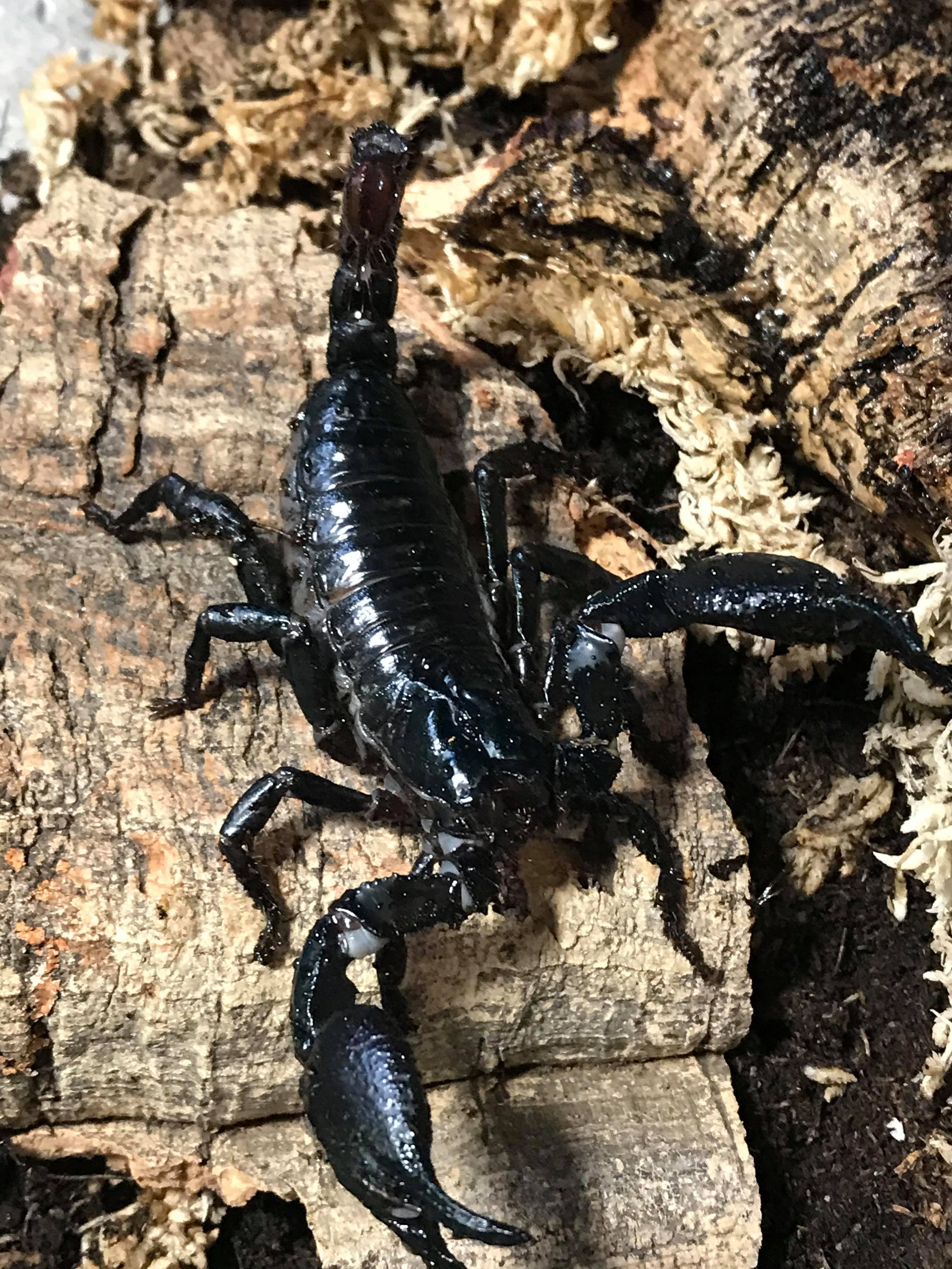 トップス ifsixwasnine SCORPI/NS Heterometrus cyaneus - Unsexed - Asian Blue Forest Scorpion