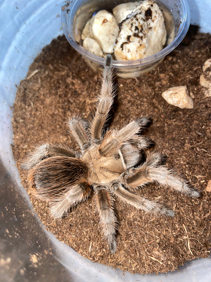 Aphonopelma sp. Tamaulipas - unsexed 2.5”-Pure Bloodlines-Rare
