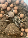 Calisoga longitarsis- Silver False Tarantula- Female
