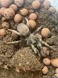 Calisoga longitarsis- Silver False Tarantula- Female