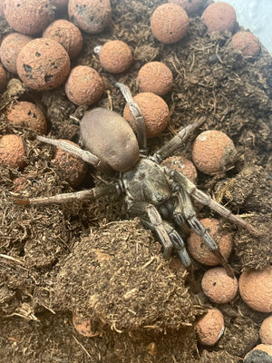 Calisoga longitarsis- Silver False Tarantula- Female