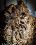 psalmopoeus irminia Venezuelan sun tiger 