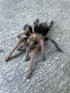 Aphonopelma sp Diamondback -Unsexed- Pure Bloodlines