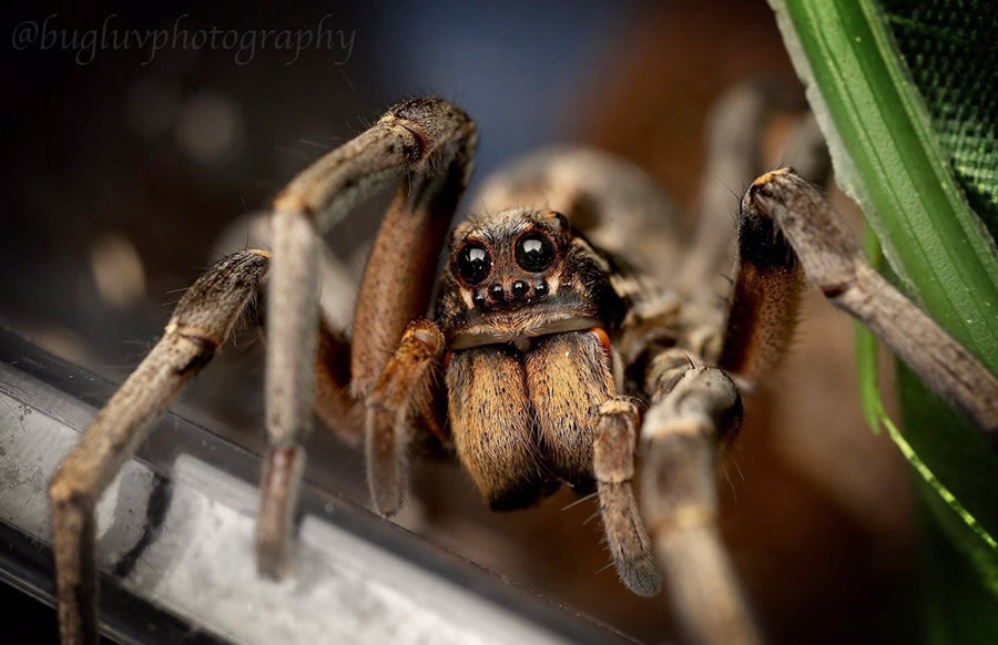 Hogna carolinensis- female- Giant Desert Wolf Spider