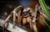 Hogna carolinensis- Female  Giant Desert Wolf Spider