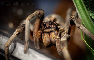 Hogna carolinensis- unsexed Giant Desert Wolf Spider