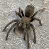 Aphonopelma steindachneri- unsexed- World first CB