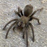 Aphonopelma steindachneri- unsexed- World first CB
