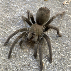 Aphonopelma steindachneri- unsexed- World first CB