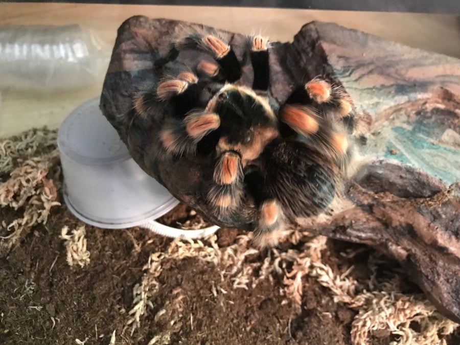 Brachypelma hamorii - Unsexed - Mexican Red knee Tarantula