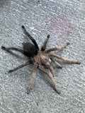 Aphonopelma sp Diamondback -Unsexed- Pure Bloodlines