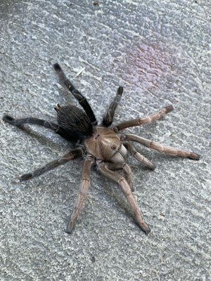 Aphonopelma sp Diamondback -Unsexed- Pure Bloodlines