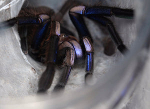 Chilobrachys natanicharum- Electric Blue Tarantula- Unsexed