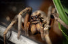 Hogna carolinensis- Male  Giant Desert Wolf Spider