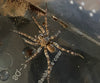 Arctosa littoralis-Beach Wolf Spider