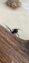 Latrodectus hesperus- Western Black Widow- Female