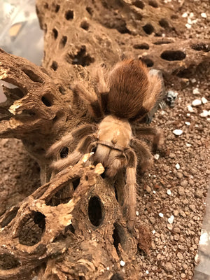 Aphonopelma chalchodes - Unsexed - Arizona Blond Tarantula