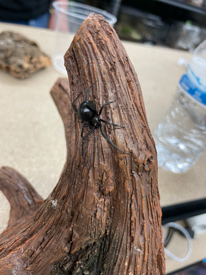 Latrodectus hesperus- Western Black Widow- Female